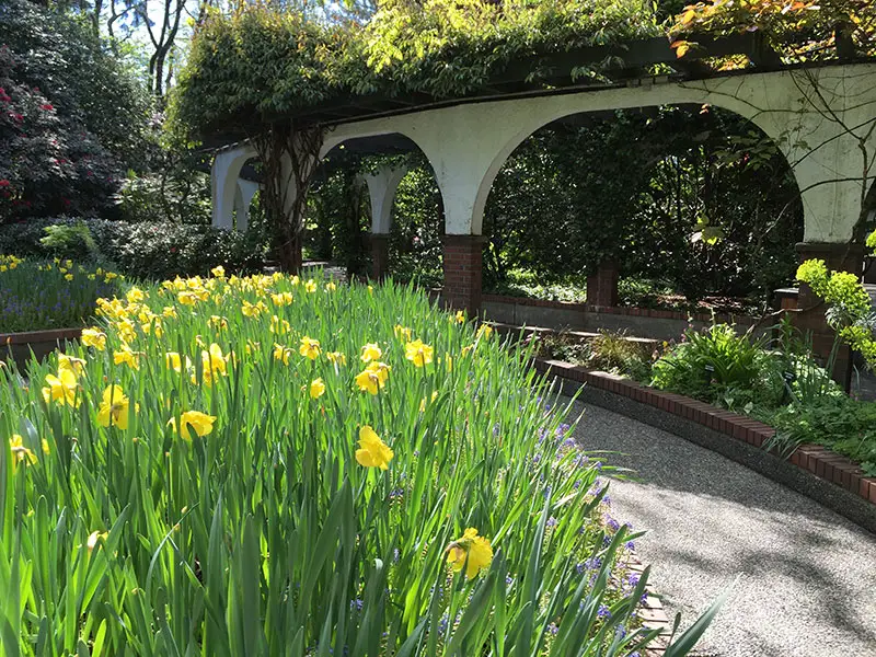 park and tilford gardens daffodils