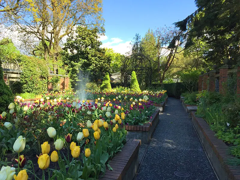 park and tilford gardens tulips