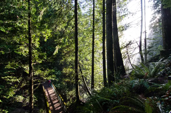 lynn-canyon-information